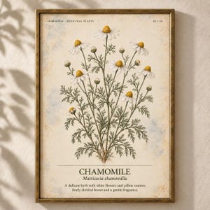 May include: A framed botanical print featuring a chamomile plant with white petals and yellow centers, green stems, and finely divided leaves. The text reads HERBARIUM MEDICINAL PLANTS 02/40, CHAMOMILE, Matricaria chamomilla, and a description.