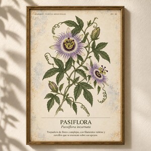 May include: A framed botanical print featuring a detailed illustration of a purple and white passion flower with green leaves and tendrils. The text reads HERBARIO PLANTAS MEDICINALES 09/40, PASIFLORA, Passiflora incarnata, and descriptive text.