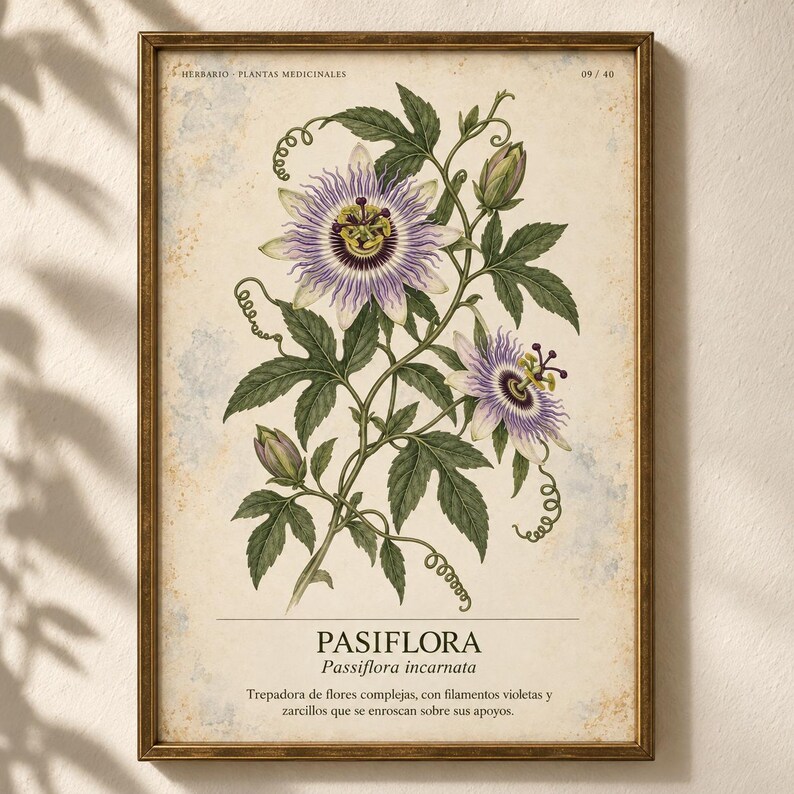 May include: A framed botanical print featuring a detailed illustration of a purple and white passion flower with green leaves and tendrils. The text reads HERBARIO PLANTAS MEDICINALES 09/40, PASIFLORA, Passiflora incarnata, and descriptive text.