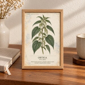 Puede incluir: Una l&aacute;mina bot&aacute;nica enmarcada con una ilustraci&oacute;n detallada de una planta de ortiga con hojas verdes y flores peque&ntilde;as. El texto dice "ORTIGA", "Urtica dioica" y una descripci&oacute;n sobre las hojas opuestas, dentadas y los pelos urticantes.