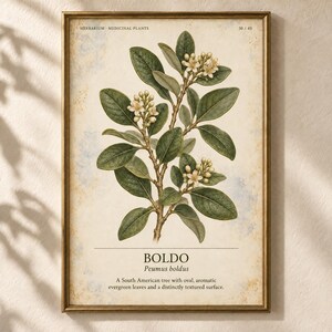 Op de afbeelding: Een ingelijste botanische print met een gedetailleerde illustratie van een Boldo-plant met donkergroene bladeren en kleine witte bloemen. De tekst luidt HERBARIUM MEDICINAL PLANTS 30/40, BOLDO, Peumus boldus en een beschrijving van de kenmerken.