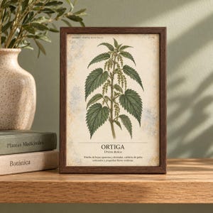 Puede incluir: Una l&aacute;mina bot&aacute;nica enmarcada con una ilustraci&oacute;n detallada de una planta de ortiga con hojas verdes y flores peque&ntilde;as. El texto dice "HERBARIO PLANTAS MEDICINALES", "17/40", "ORTIGA", "Urtica dioica" y una descripci&oacute;n en espa&ntilde;ol.