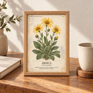 K&ouml;nnte beinhalten: Ein rechteckiger Holzrahmen mit einem botanischen Druck einer Arnica montana Pflanze mit gelben Bl&uuml;ten und gr&uuml;nen Bl&auml;ttern. Der Druck enth&auml;lt den Text "HERBARIO PLANTAS MEDICINALES", "13/40", "&Aacute;RNICA", "Arnica montana" sowie eine Beschreibung.