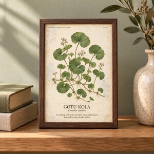 Może przedstawiać: Oprawiona rycina botaniczna przedstawiająca szczeg&oacute;łową ilustrację rośliny Gotu Kola z zielonymi, zaokrąglonymi, falistymi liśćmi i małymi skupiskami kwiat&oacute;w na długich łodygach, z nadrukowanym poniżej tekstem "GOTU KOLA Centella asiatica".