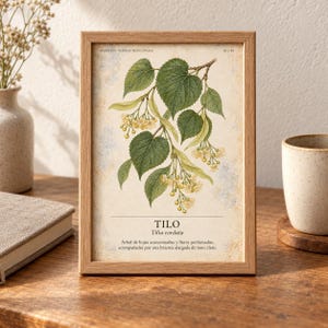 Puede incluir: Un marco de madera rectangular que contiene una l&aacute;mina bot&aacute;nica de una rama de Tilia cordata con hojas verdes y flores amarillas. La l&aacute;mina presenta el texto TILO, Tilia cordata y una descripci&oacute;n en espa&ntilde;ol sobre un fondo color crema.