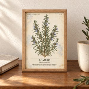 May include: A framed botanical print featuring a detailed illustration of a rosemary plant with green needle-like leaves and small blue flowers. The text reads HERBARIO PLANTAS MEDICINALES, ROMERO, Salvia rosmarinus, and a Spanish description.