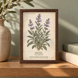 Op de afbeelding: Een ingelijste botanische print met een gedetailleerde illustratie van een salieplant met groene bladeren en paarse bloemen. De tekst luidt SALVIA, Salvia officinalis, en Sus hojas aterciopeladas, de tono gris verdoso, contrastan con las flores violetas de sus espigas.