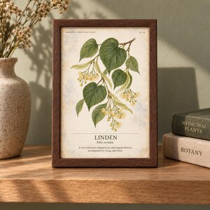 Puede incluir: Un marco rectangular de madera oscura que contiene una l&aacute;mina bot&aacute;nica de una rama de tilo con hojas verdes en forma de coraz&oacute;n y flores amarillas. El texto dice HERBARIUM MEDICINAL PLANTS, LINDEN, Tilia cordata y una frase descriptiva.