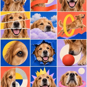 Op de afbeelding: Een collage van twaalf vierkante afbeeldingen met een golden retriever in diverse artistieke composities. De hond is afgebeeld met een blauwe zonnebril, springend door een gele hoepel, rustend op paarse wolken en spelend met een rode bal.