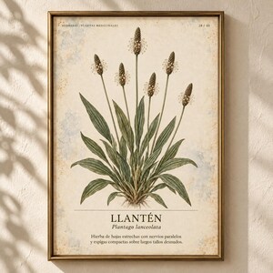 Op de afbeelding: Een ingelijste botanische print van een Plantago lanceolata plant met groene lancetvormige bladeren en zes lange, slanke stengels met getextureerde, cilindrische bloemaren. De achtergrond is getextureerd, verouderd cr&egrave;mekleurig papier met de tekst "HERBARIO PLANTAS MEDICINALES", "28 / 40", "LLANT&Eacute;N", "Plantago lanceolata" en een Spaanse beschrijving.