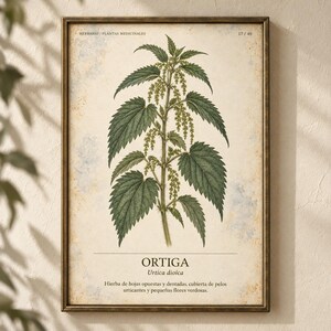 Puede incluir: Una l&aacute;mina bot&aacute;nica enmarcada con una ilustraci&oacute;n detallada de una planta de ortiga con hojas verdes dentadas y racimos de flores colgantes. El texto dice HERBARIO PLANTAS MEDICINALES 17/40, ORTIGA, Urtica dioica y una descripci&oacute;n.