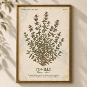 May include: A framed botanical print featuring a detailed illustration of a Thymus vulgaris plant with small green leaves and light pink flowers. The text reads HERBARIO PLANTAS MEDICINALES 06/40, TOMILLO, Thymus vulgaris, and a Spanish description.