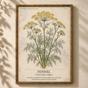 Puede incluir: Una l&aacute;mina bot&aacute;nica enmarcada que muestra una planta de hinojo con flores amarillas y hojas verdes plumosas. El texto dice: HERBARIUM MEDICINAL PLANTS 19/40, FENNEL Foeniculum vulgare, An anise-scented herb with threadlike leaves and small yellow flowers gathered in broad umbels.