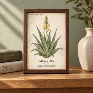 May include: A framed botanical print featuring a detailed illustration of an aloe vera plant with green leaves and a yellow flower spike. The text reads HERBARIUM MEDICINAL PLANTS 12/40, ALOE VERA, Aloe vera, and a description of the plant.