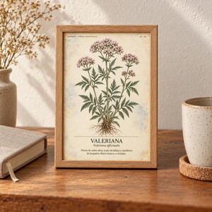 K&ouml;nnte beinhalten: Ein rechteckiger Holzrahmen mit einem botanischen Druck einer Valeriana-Pflanze mit gr&uuml;nen Bl&auml;ttern, Wurzeln und B&uuml;scheln kleiner rosa Bl&uuml;ten. Der Druck enth&auml;lt den Text VALERIANA, Valeriana officinalis und beschreibenden spanischen Text.