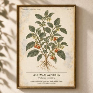 May include: A framed botanical print of an Ashwagandha plant, Withania somnifera, featuring green leaves, small yellow flowers, and reddish fruits with papery calyxes. The text reads Herbarium Medicinal Plants 34/40, Ashwagandha, and a description.