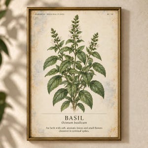May include: A framed botanical print featuring a green basil plant with small white flowers. The text reads HERBARIUM MEDICINAL PLANTS 40/40, BASIL, Ocimum basilicum, and a description of the herb with soft aromatic leaves and small flowers.