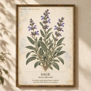 Op de afbeelding: Een ingelijste botanische print van een salieplant met grijsgroene bladeren en paarse bloemen. De tekst luidt HERBARIUM MEDICINAL PLANTS 05/40, SAGE, Salvia officinalis, met een beschrijving van de fluweelachtige bladeren en violette bloemaren.