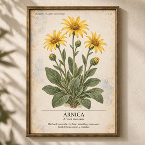 K&ouml;nnte beinhalten: Ein gerahmter botanischer Druck mit einer Illustration von Arnica montana mit leuchtend gelben Bl&uuml;ten und gr&uuml;nen Bl&auml;ttern. Der Text lautet HERBARIO - PLANTAS MEDICINALES 13/40, &Aacute;RNICA, Arnica montana und eine spanische Beschreibung.