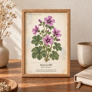 Op de afbeelding: Een ingelijste botanische print met een gedetailleerde illustratie van een kaasjeskruidplant met roze bloemen en groene gelobde bladeren. De tekst luidt: HERBARIUM MEDICINAL PLANTS, 27/40, MALLOW, Malva sylvestris, en een beschrijving van de kenmerken.
