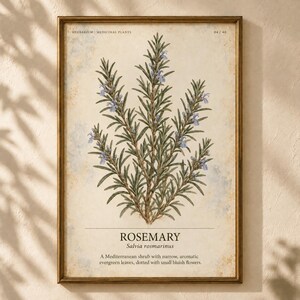 May include: A framed botanical print featuring a rosemary plant with dark green needle-like leaves and small light blue flowers. The cream-colored background has a textured appearance with the text HERBARIUM - MEDICINAL PLANTS, ROSEMARY, Salvia rosmarinus, and a descriptive paragraph printed in black.