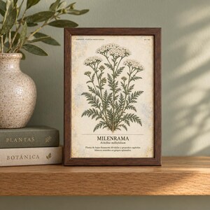 Puede incluir: Un marco rectangular de madera oscura que contiene una l&aacute;mina bot&aacute;nica de una planta Milenrama con flores blancas y hojas verdes. La l&aacute;mina presenta el texto "MILENRAMA", "Achillea millefolium" y una descripci&oacute;n en espa&ntilde;ol sobre un fondo crema.