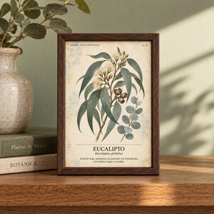 Op de afbeelding: Een ingelijste botanische print met een gedetailleerde illustratie van eucalyptusbladeren en knoppen op een cr&egrave;mekleurige achtergrond. De tekst luidt EUCALIPTO, Eucalyptus globulus, en bevat een Spaanse beschrijving. De lijst is van donkerbruin hout.