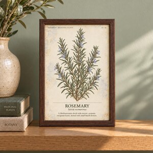 May include: A framed botanical print featuring a rosemary plant illustration with narrow green leaves and small blue flowers. The text reads HERBARIUM MEDICINAL PLANTS 04/40, ROSEMARY, Salvia rosmarinus, and a description of the shrub.