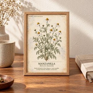 May include: A framed botanical print featuring a detailed illustration of a chamomile plant with white petals and yellow centers. The text reads "HERBARIO PLANTAS MEDICINALES", "MANZANILLA", "Matricaria chamomilla", and a descriptive Spanish sentence.