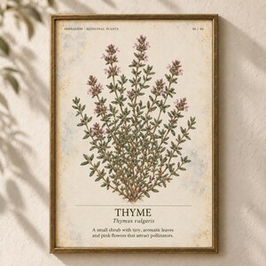 May include: A framed botanical print featuring a detailed illustration of a thyme plant with small green leaves and light pink flowers. The text reads HERBARIUM MEDICINAL PLANTS 06/40, THYME, Thymus vulgaris, and a description of the plant.