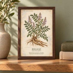 May include: A framed botanical print featuring a detailed illustration of a licorice plant with purple flowers and exposed roots. The text reads HERBARIO PLANTAS MEDICINALES, REGALIZ, Glycyrrhiza glabra, and a description in Spanish about the plant.
