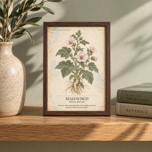 Pode incluir: Uma moldura retangular de madeira escura contendo uma impress&atilde;o bot&acirc;nica de uma planta Malvavisco com flores rosa claro, folhas verdes e ra&iacute;zes vis&iacute;veis. A impress&atilde;o apresenta o texto MALVAVISCO, Althaea officinalis e texto descritivo em espanhol.