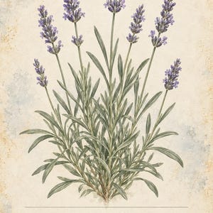 May include: A botanical illustration of a lavender plant with purple flower spikes and narrow green leaves on a textured beige background. The text reads HERBARIO PLANTAS MEDICINALES 01/40, LAVANDA, Lavandula angustifolia, and a descriptive sentence.