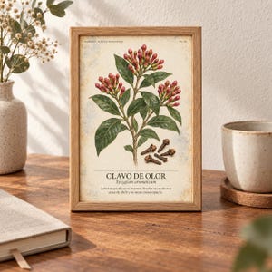 Puede incluir: Una l&aacute;mina bot&aacute;nica enmarcada con una ilustraci&oacute;n detallada de una planta de clavo con hojas verdes y capullos rojos, junto a clavos secos. El texto dice CLAVO DE OLOR, Syzygium aromaticum y un p&aacute;rrafo descriptivo sobre la planta.