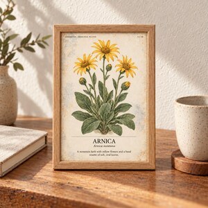 K&ouml;nnte beinhalten: Ein gerahmter botanischer Druck mit einer detaillierten Illustration einer Arnika-Pflanze mit gelben Bl&uuml;ten und gr&uuml;nen Bl&auml;ttern. Der Text lautet HERBARIUM MEDICINAL PLANTS, ARNICA, Arnica montana und eine Beschreibung des Bergkrauts.