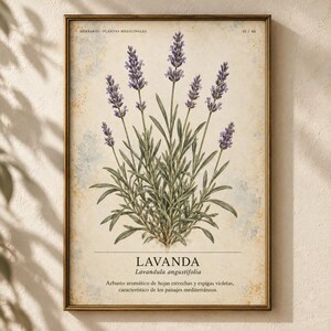 May include: A framed botanical print featuring a detailed illustration of a lavender plant with purple flower spikes and green leaves. The background is a textured cream color with the text HERBARIO PLANTAS MEDICINALES, 01/40, LAVANDA, and Lavandula angustifolia.