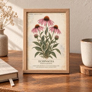 May include: A framed botanical print featuring a detailed illustration of Echinacea purpurea with pink flowers, green leaves, and copper-coloured centres. The text reads: HERBARIUM MEDICINAL PLANTS 14/40, ECHINACEA, Echinacea purpurea, A plant with pink flowers, downward-sloping petals and a prominent copper-coloured centre.