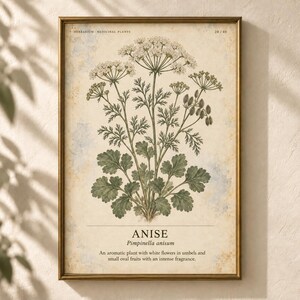 K&ouml;nnte beinhalten: Ein gerahmter botanischer Druck mit einer detaillierten Illustration einer Anispflanze mit gr&uuml;nen Bl&auml;ttern und wei&szlig;en Doldenbl&uuml;ten. Der Text lautet HERBARIUM MEDICINAL PLANTS 20/40, ANISE, Pimpinella anisum und eine Beschreibung des Duftes.
