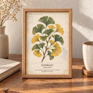 Pu&ograve; includere: Una stampa botanica incorniciata raffigurante un ramo di ginkgo con foglie verdi e gialle a forma di ventaglio. Il testo recita: HERBARIUM MEDICINAL PLANTS 32/40, GINKGO Ginkgo biloba, A tree with fan-shaped leaves, green in summer and golden in autumn.