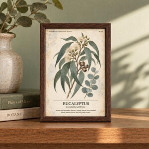 Op de afbeelding: Een ingelijste botanische print van Eucalyptus globulus met groene bladeren, kleine knoppen en zaaddozen op een cr&egrave;mekleurige achtergrond. De tekst luidt: HERBARIUM - MEDICINAL PLANTS, EUCALYPTUS, Eucalyptus globulus, A tree with aromatic leaves.