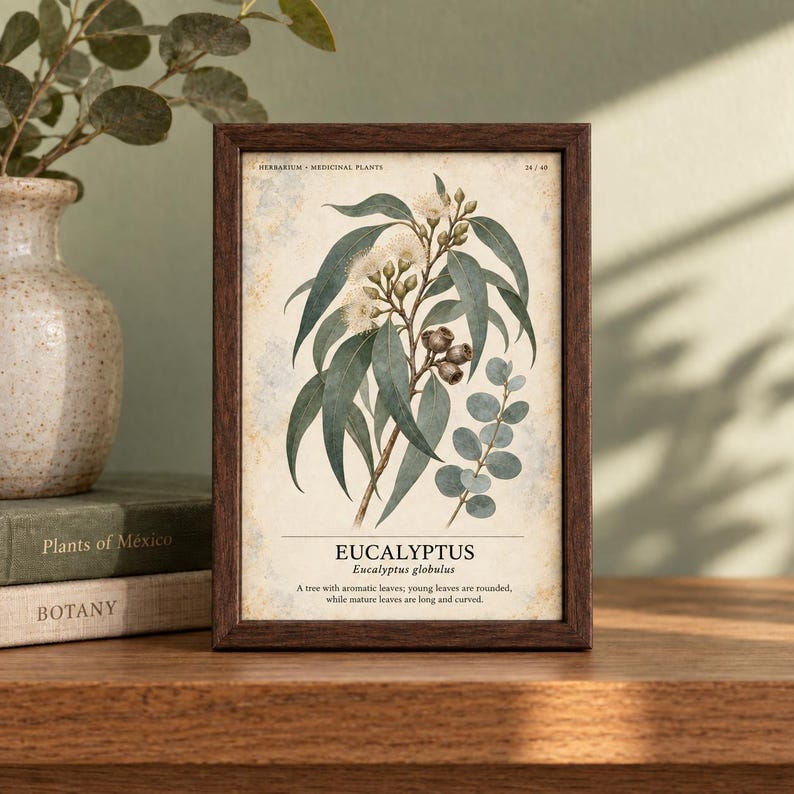 Op de afbeelding: Een ingelijste botanische print van Eucalyptus globulus met groene bladeren, kleine knoppen en zaaddozen op een cr&egrave;mekleurige achtergrond. De tekst luidt: HERBARIUM - MEDICINAL PLANTS, EUCALYPTUS, Eucalyptus globulus, A tree with aromatic leaves.