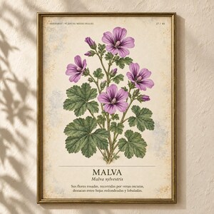 Op de afbeelding: Een botanische print in een gouden lijst met een Malva sylvestris plant met paarse bloemen en groene bladeren op een cr&egrave;mekleurige achtergrond. De tekst luidt HERBARIO PLANTAS MEDICINALES, 27/40, MALVA, Malva sylvestris en een Spaanse beschrijving.