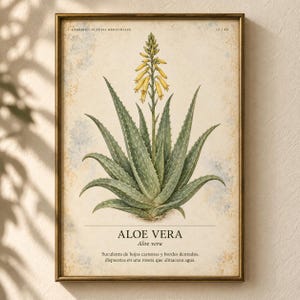 May include: A framed botanical print featuring a central illustration of an aloe vera plant with green, serrated leaves and a yellow flower spike. The text reads HERBARIO PLANTAS MEDICINALES 12/48, ALOE VERA, and a Spanish description of the plant.