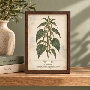 Puede incluir: Una l&aacute;mina bot&aacute;nica enmarcada de una planta de ortiga, Urtica dioica, con hojas verdes y peque&ntilde;as flores sobre un fondo color crema. El texto dice: HERBARIUM MEDICINAL PLANTS 17/40, NETTLE, Urtica dioica, An herb with opposite, toothed leaves, covered in stinging hairs and small greenish flowers.