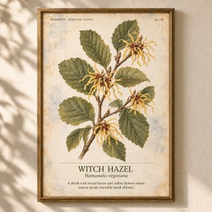 K&ouml;nnte beinhalten: Ein gerahmter botanischer Druck einer Zaubernuss mit gr&uuml;nen Bl&auml;ttern und gelben, bandartigen Bl&uuml;ten. Der Text lautet HERBARIUM MEDICINAL PLANTS 36/40, WITCH HAZEL, Hamamelis virginiana, gefolgt von einer Beschreibung der Bl&auml;tter und Bl&uuml;ten.