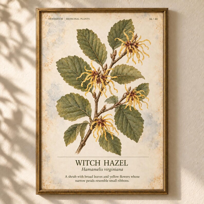 K&ouml;nnte beinhalten: Ein gerahmter botanischer Druck einer Zaubernuss mit gr&uuml;nen Bl&auml;ttern und gelben, bandartigen Bl&uuml;ten. Der Text lautet HERBARIUM MEDICINAL PLANTS 36/40, WITCH HAZEL, Hamamelis virginiana, gefolgt von einer Beschreibung der Bl&auml;tter und Bl&uuml;ten.