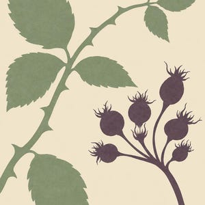 May include: A botanical illustration featuring a green thorny stem with serrated leaves and a separate dark purple cluster of rose hips. The design is set against a solid cream-colored background, showcasing a flat, graphic, and minimalist style.