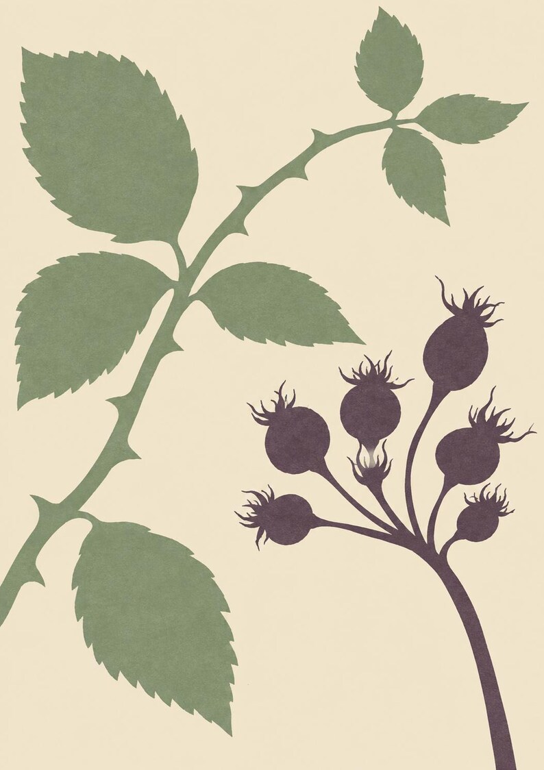 May include: A botanical illustration featuring a green thorny stem with serrated leaves and a separate dark purple cluster of rose hips. The design is set against a solid cream-colored background, showcasing a flat, graphic, and minimalist style.