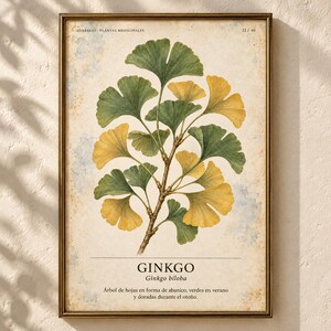 Pu&ograve; includere: Una stampa botanica incorniciata con un'illustrazione centrale di un ramo di ginkgo biloba con foglie a ventaglio in tonalit&agrave; verdi e gialle. Il testo riporta HERBARIO PLANTAS MEDICINALES 32/40, GINKGO Ginkgo biloba e una descrizione in spagnolo.