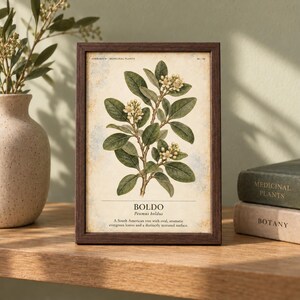 Op de afbeelding: Een ingelijste botanische print met een gedetailleerde illustratie van een Boldo-plant met groene bladeren en kleine witte bloemen. De tekst luidt: HERBARIUM MEDICINAL PLANTS, BOLDO, Peumus boldus, A South American tree with oval, aromatic evergreen leaves and a distinctly textured surface.